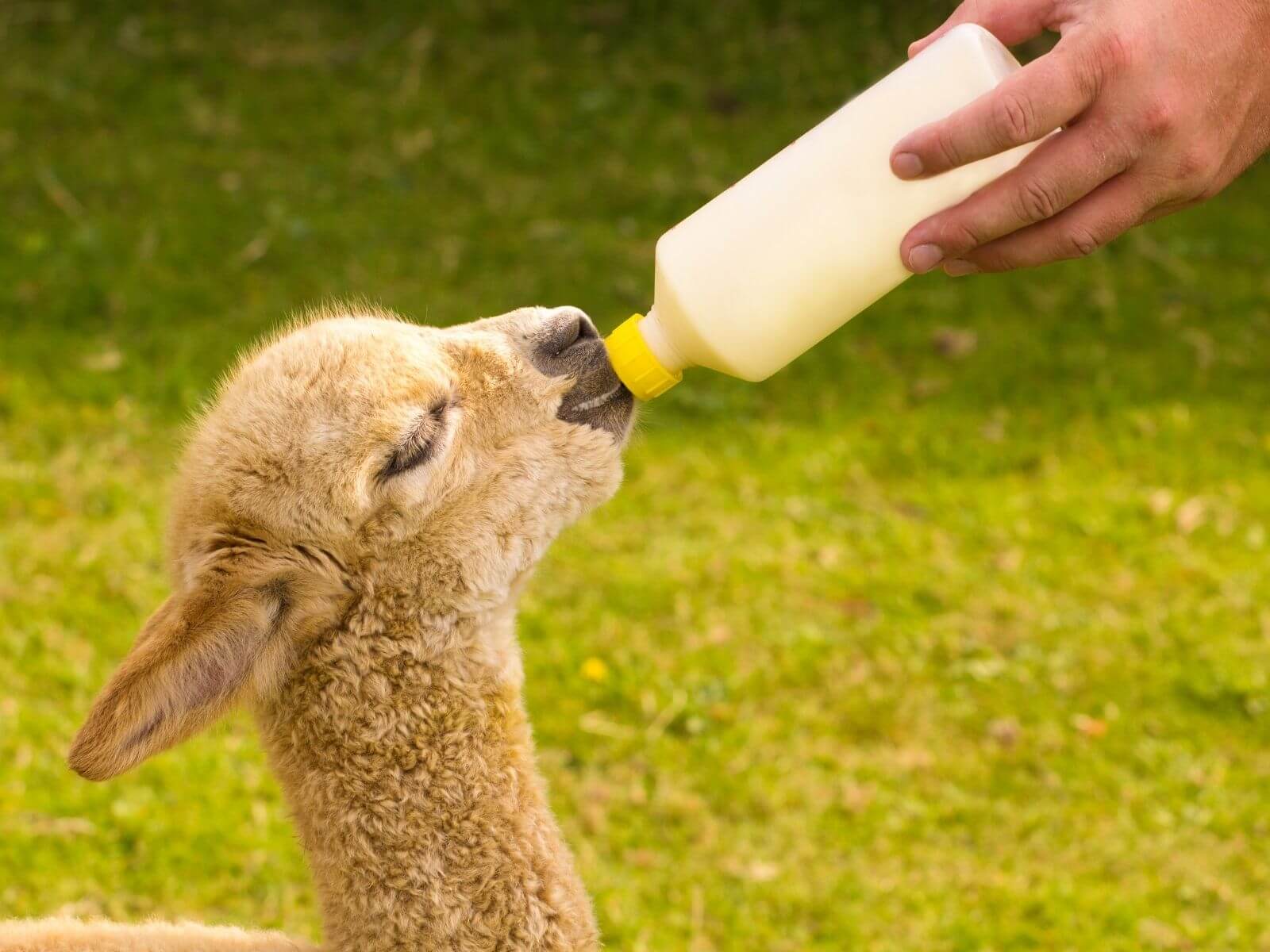 Baby alpaca being bottle-fed by hand, symbolising ethical and sustainable care in alpaca farming.