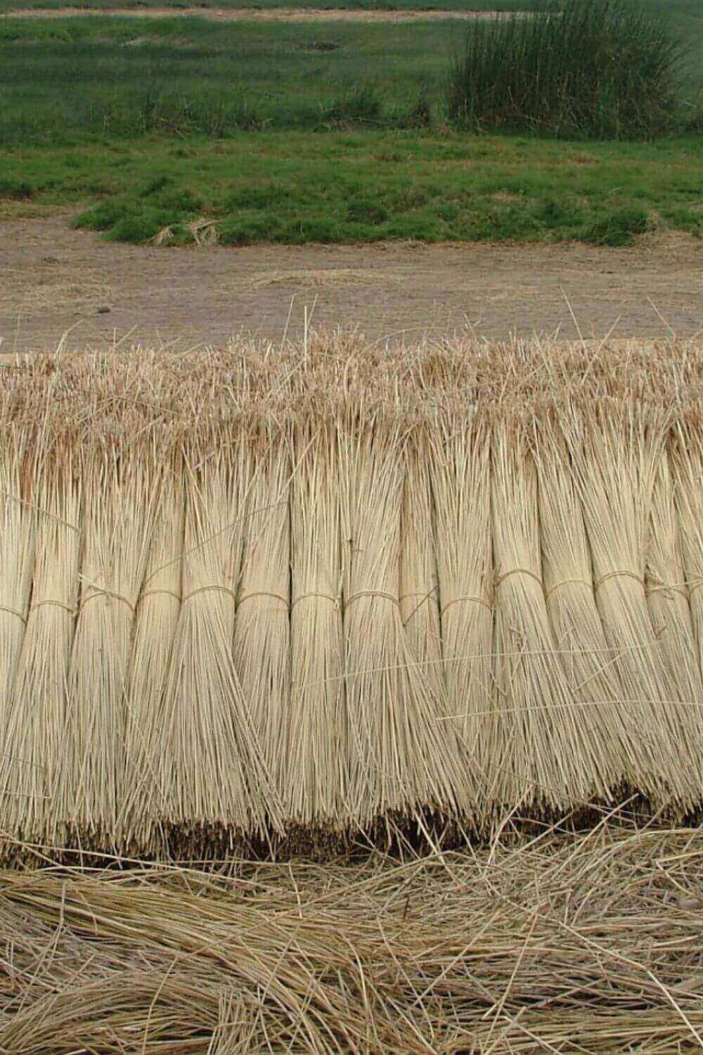 Handwoven junco bag fibres from Peru, crafted by artisans using natural reeds for handbags and hand fans.