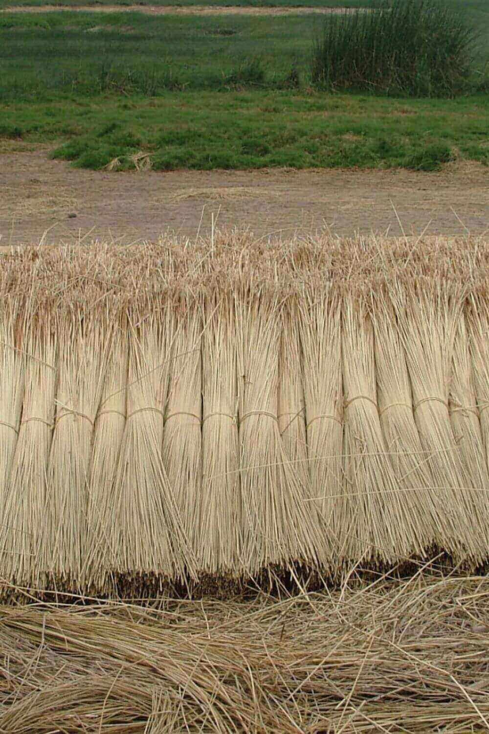 Handwoven junco bag fibres from Peru, crafted by artisans using natural reeds for handbags and hand fans.
