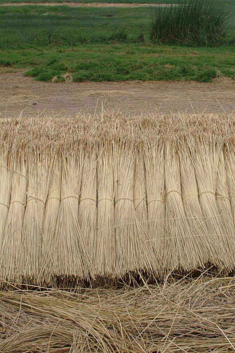 Handwoven junco bag fibres from Peru, crafted by artisans using natural reeds for handbags and hand fans.