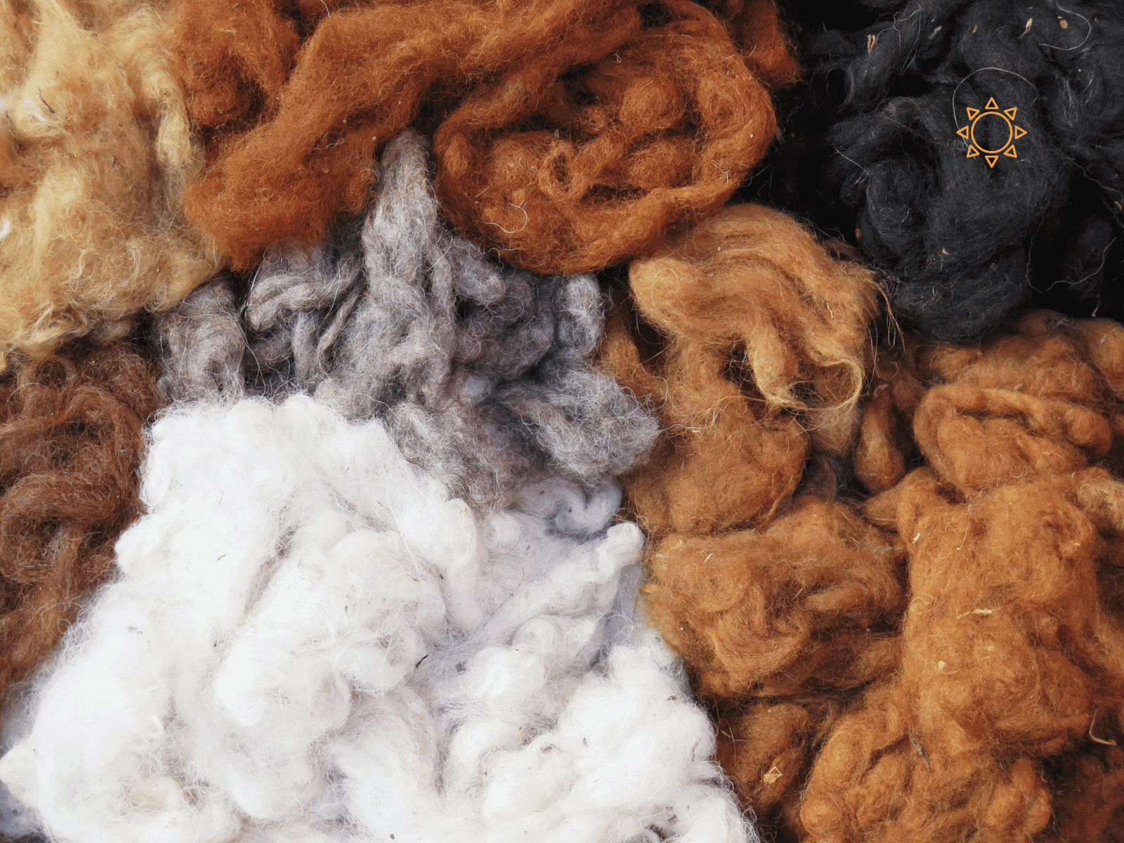 Alpaca fleece being graded and sorted in Peru — baby alpaca is a fibre grade of 18 to 22 microns, not a description of the animal's age