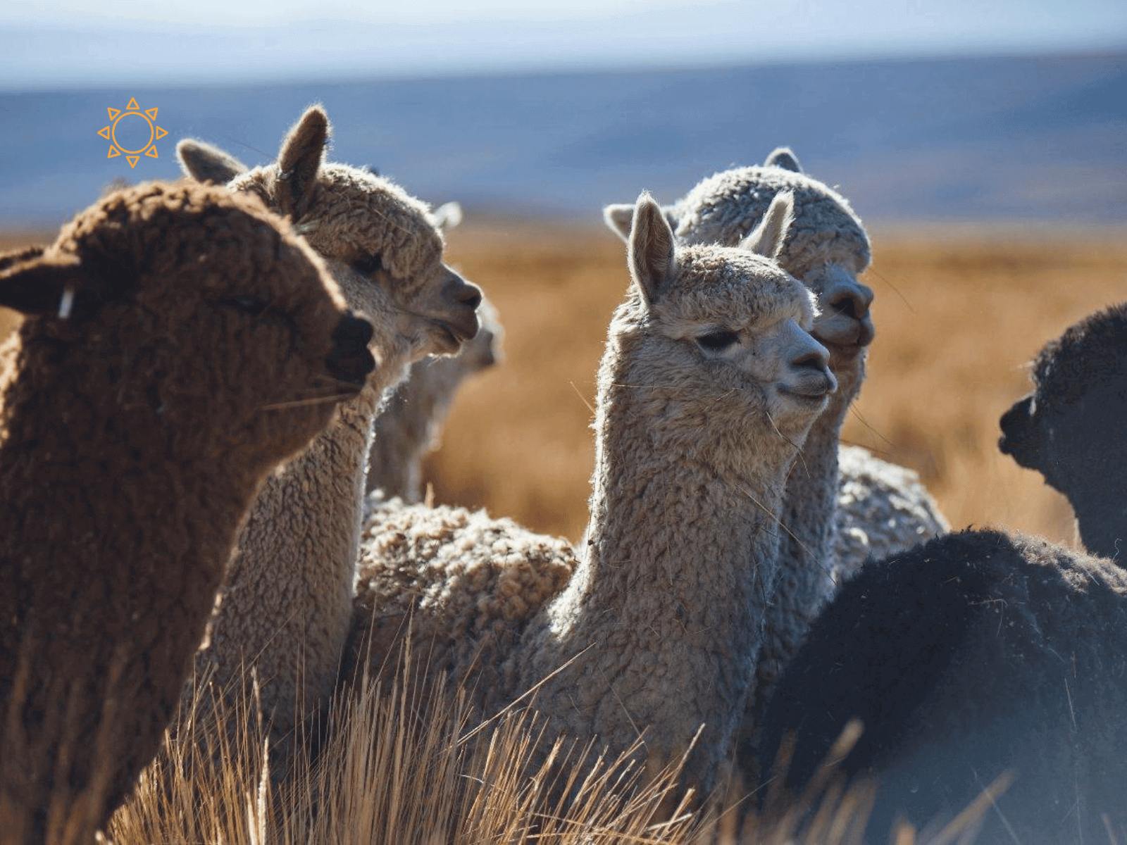 A highland woman with her alpaca herd in the Andes of Peru — where Orange Inca baby alpaca fibre is sourced